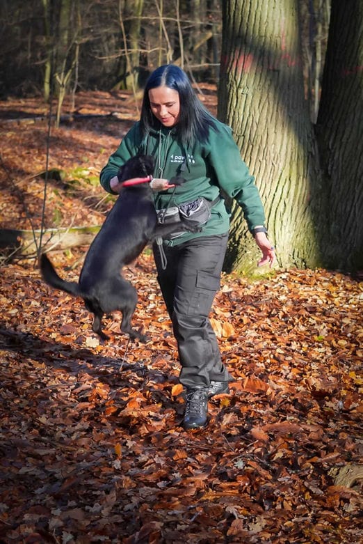 Dog Jumping for Trainer