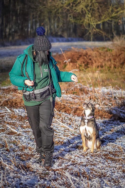 Dog Sitting for Trainer