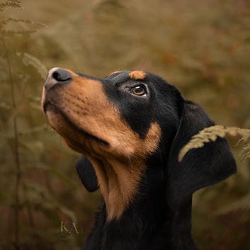Dog Looking Up