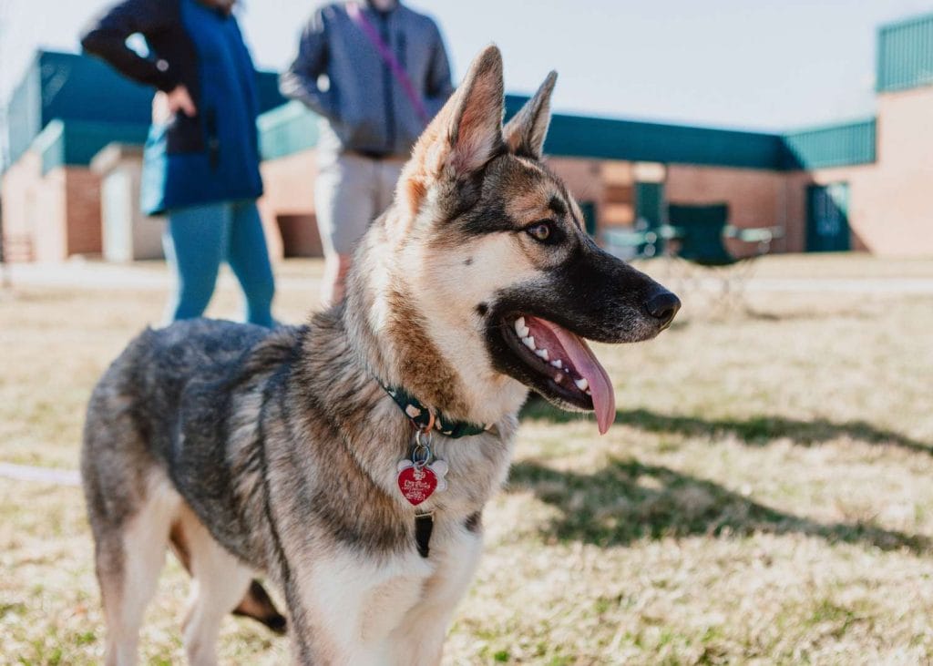 Beautiful German Shepherd Husky mix Puppy smiling