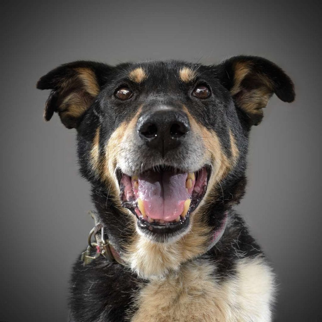 Dog looking Straight