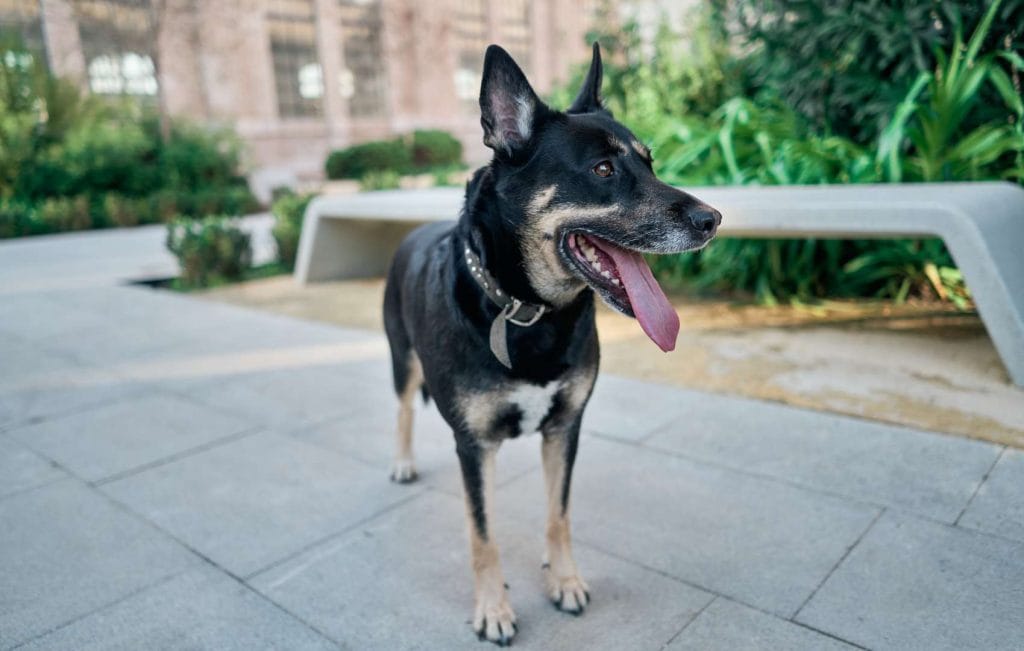Dog with Tongue Out
