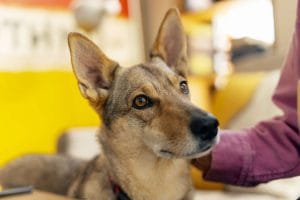 Portrait of Beautiful Dog looking away being Pet
