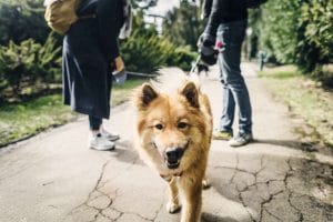 Dog on Walk